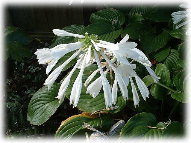 Hosta Plantaginea (638x479), Png Download