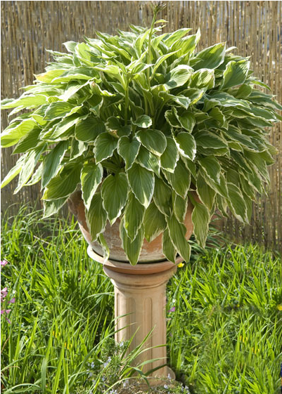 Hosta - Flowerpot (800x800), Png Download