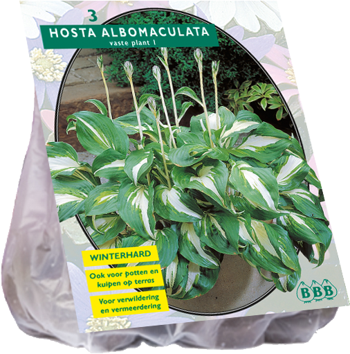 Hartenlelie Albomaculata - Crocus Jeanne D Arc 50 Stück Krokus 7 8 Blumenzwiebeln (600x600), Png Download