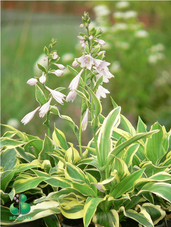 Hosta, Šķirne - Cypripedium Ulla Silkens (1000x740), Png Download