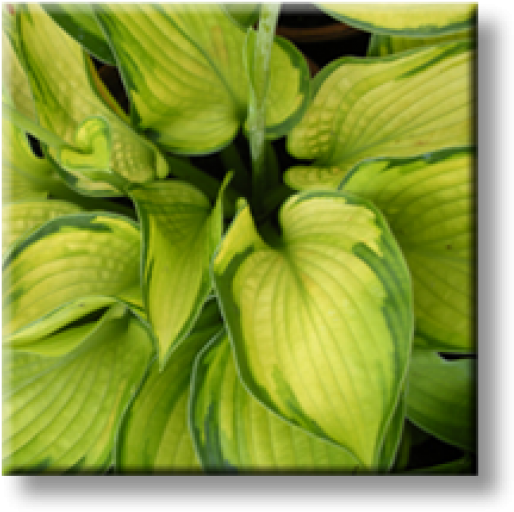Bud (600x548), Png Download