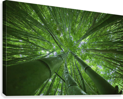 Hawaii, Maui, Bamboo Forest - Great Big Canvas M Swiet Productions Premium Thick-wrap (429x344), Png Download