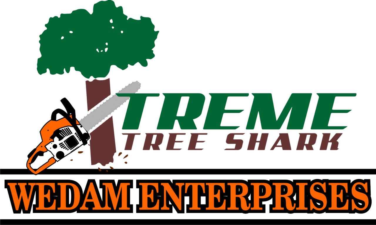 Xtreme Tree Shark Logo - Wisconsin (1280x767), Png Download