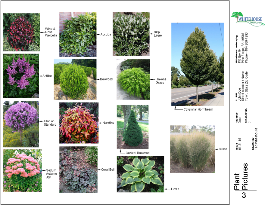 Clipart Resolution 1056*816 - 'firepower' Nandina - Nandina Domestica 'firepower (899x695), Png Download