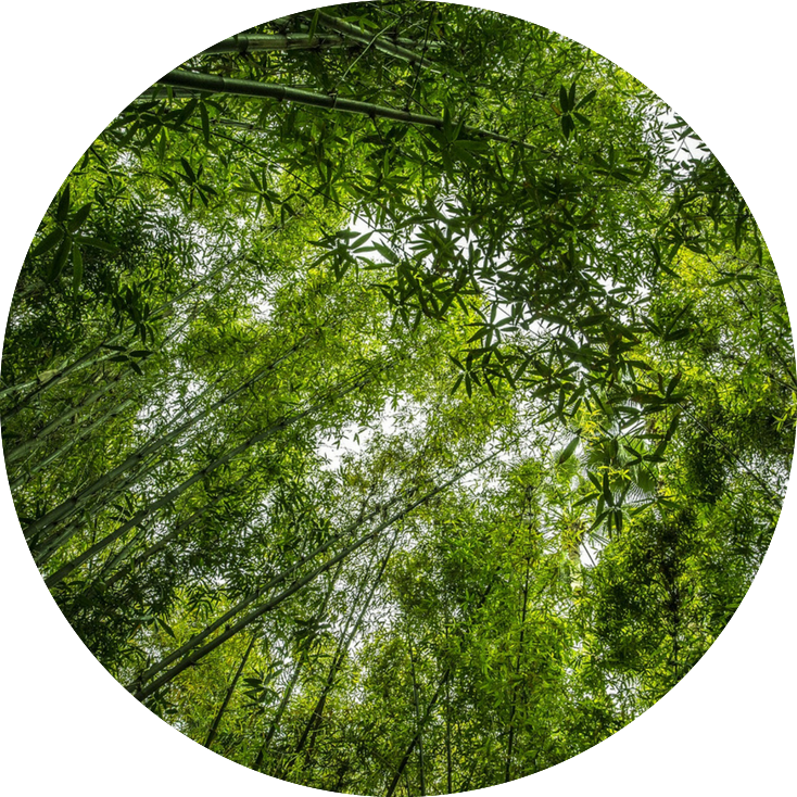 The History Of Chinese Bamboo Is Very Interesting And - Circle (734x734), Png Download