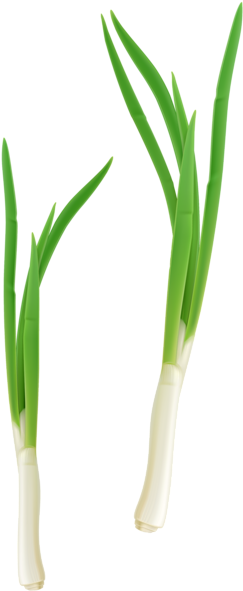 Green Fresh Onion Png Clipart - Cebolla De Verdeo Planta (266x600), Png Download
