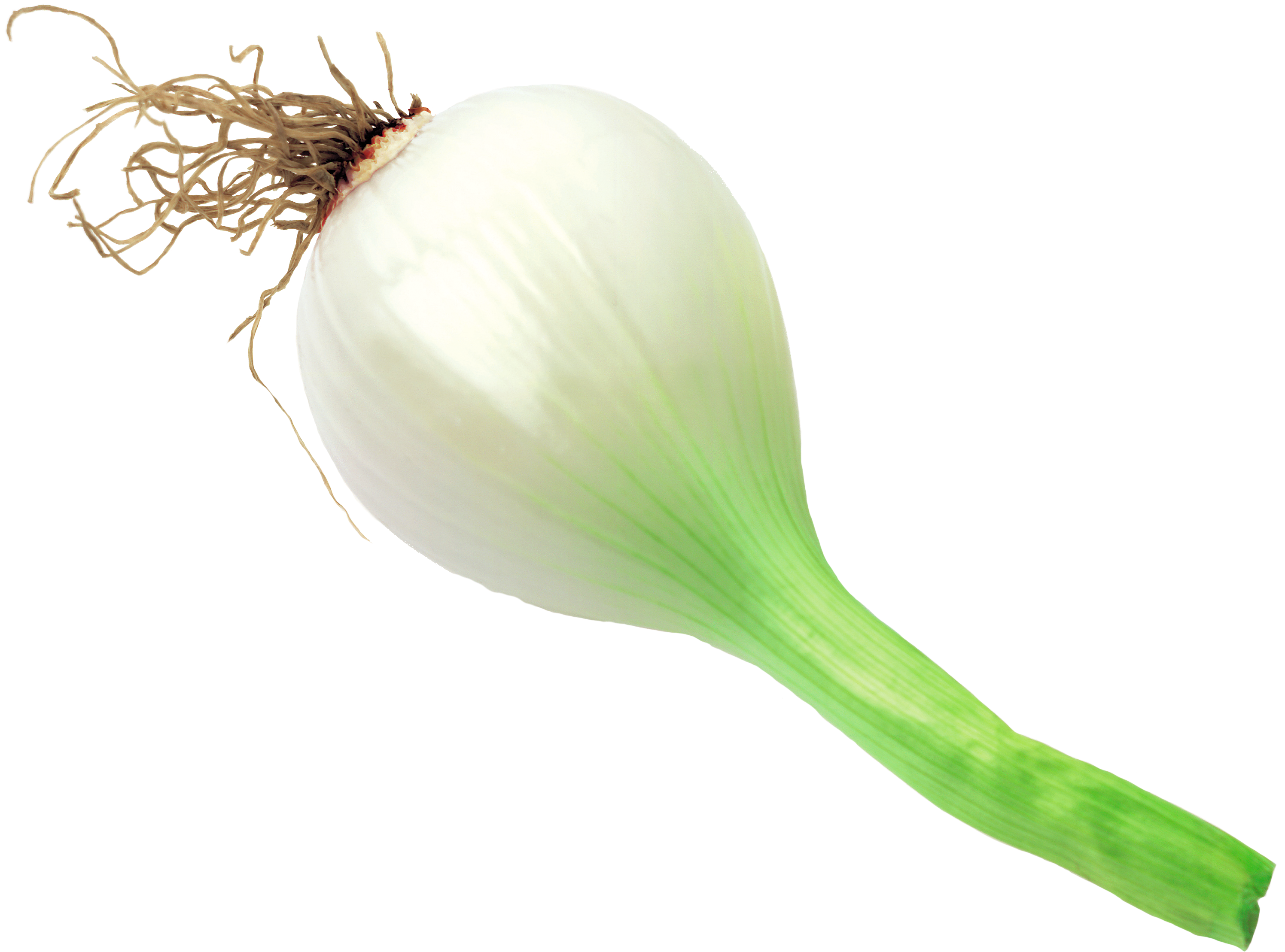 Onion Scanned - Wikimedia Commons (3137x2363), Png Download