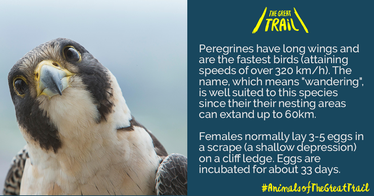 5 Mar - Peregrine Falcon (1200x630), Png Download