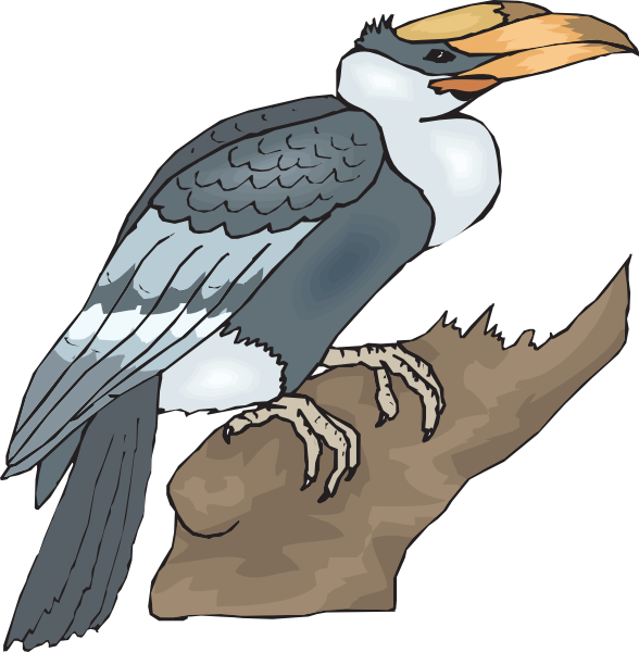 Falcon Clipart Branch - Clip Art Of Horn Bill (588x600), Png Download