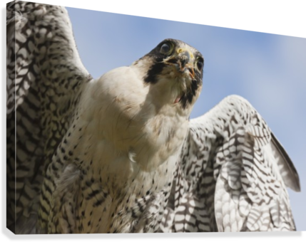 Peregrine Falcon - Posterazzi Peregrine Falcon (falco Peregrinus) Windermere (429x340), Png Download