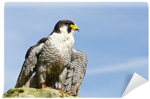 Peregrine Falcon (400x400), Png Download