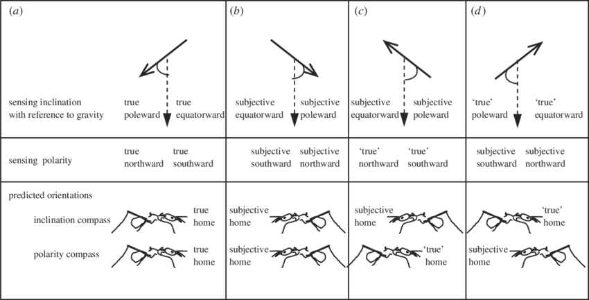 Experimentally Distinguishing An Inclination Compass - Magnetic Dip (850x433), Png Download