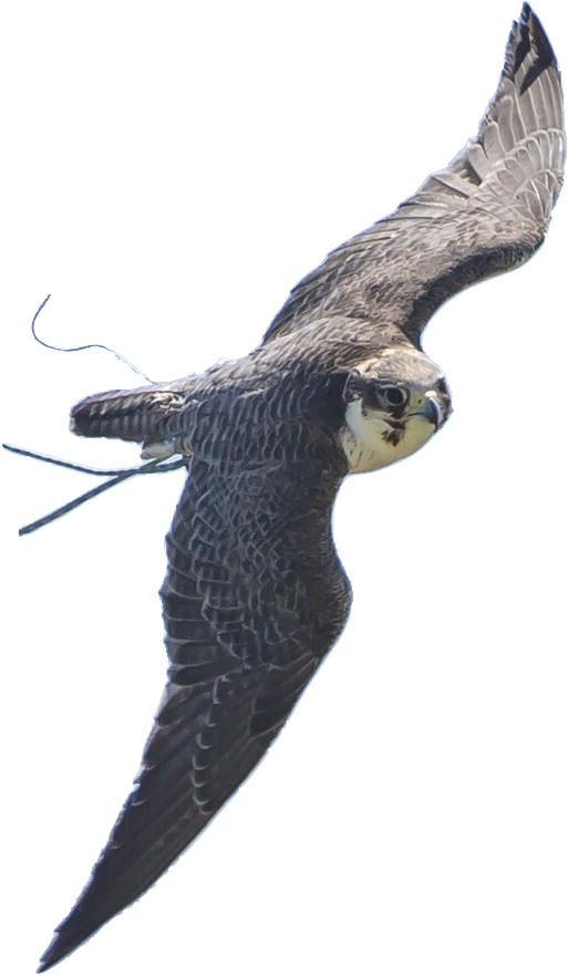 Falconry Display Team - Peregrine Falcon (537x937), Png Download