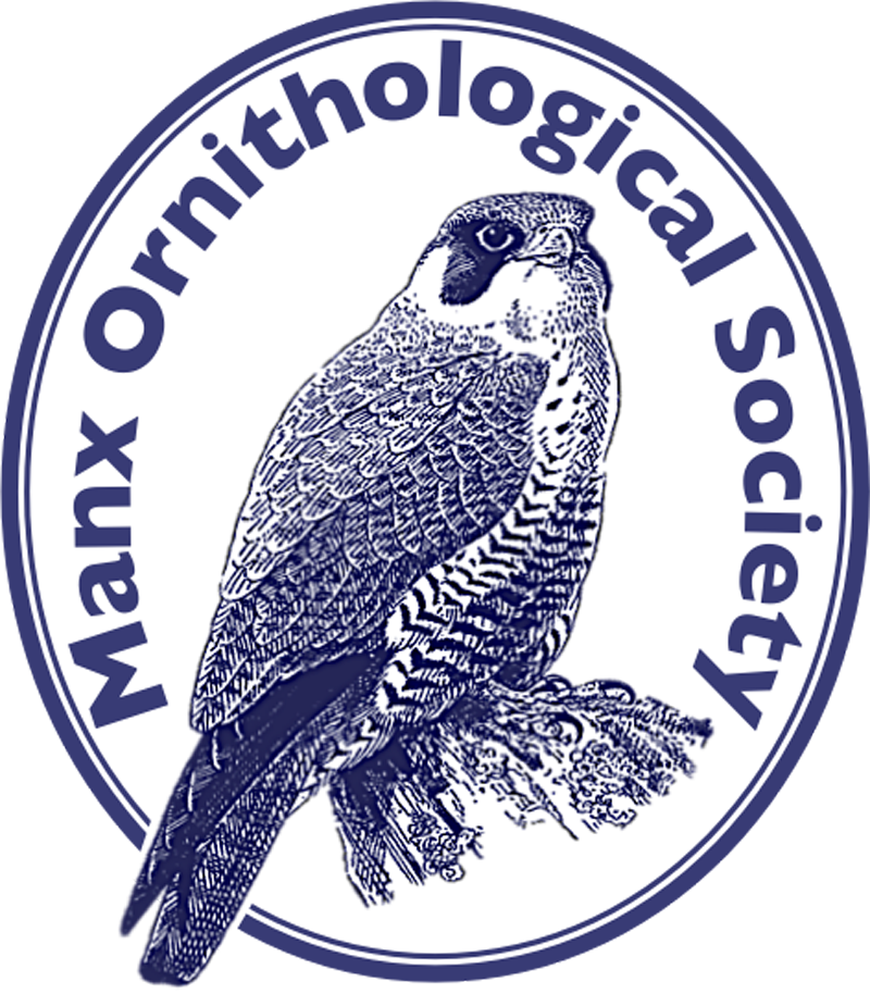 Manx Ornithological Society - Parrot (800x914), Png Download