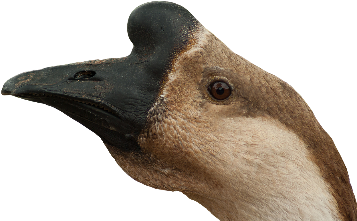 Ganso Cabeza Png (1280x808), Png Download