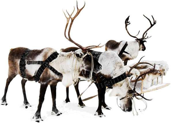 Enjoy 60% Off Any Website Template - Rudolph The Red-nosed Reindeer, Red (614x427), Png Download