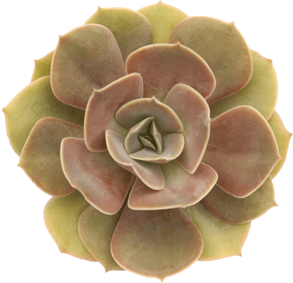 Echeveria 'lolita' - Molded Wax Agave (1024x1024), Png Download