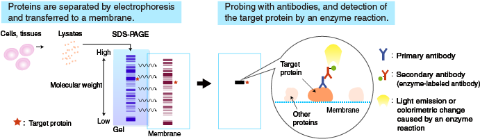 The Membrane With Transferred Proteins Is Then Probed - Western Blot Principle (715x210), Png Download