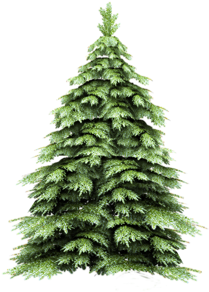 Fir-tree Png Image - Brush Photoshop Free Pine Tree (450x600), Png Download