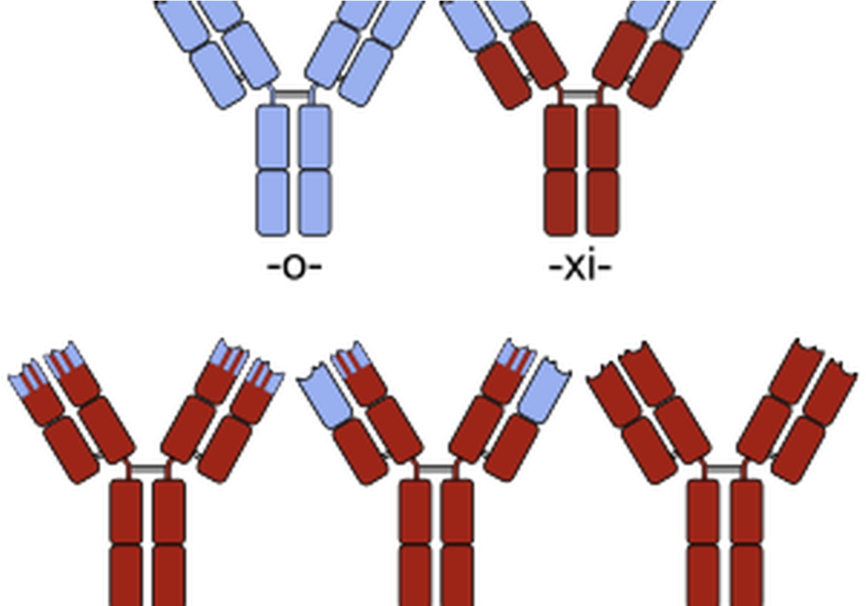 Anticuerpos Monoclonales En Autoinmunes (1280x868), Png Download