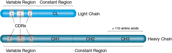 The Variable Regions Of Both Chains Localize To The - Immunoglobulins N Terminal (599x208), Png Download