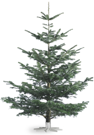 Noble Fir (313x450), Png Download
