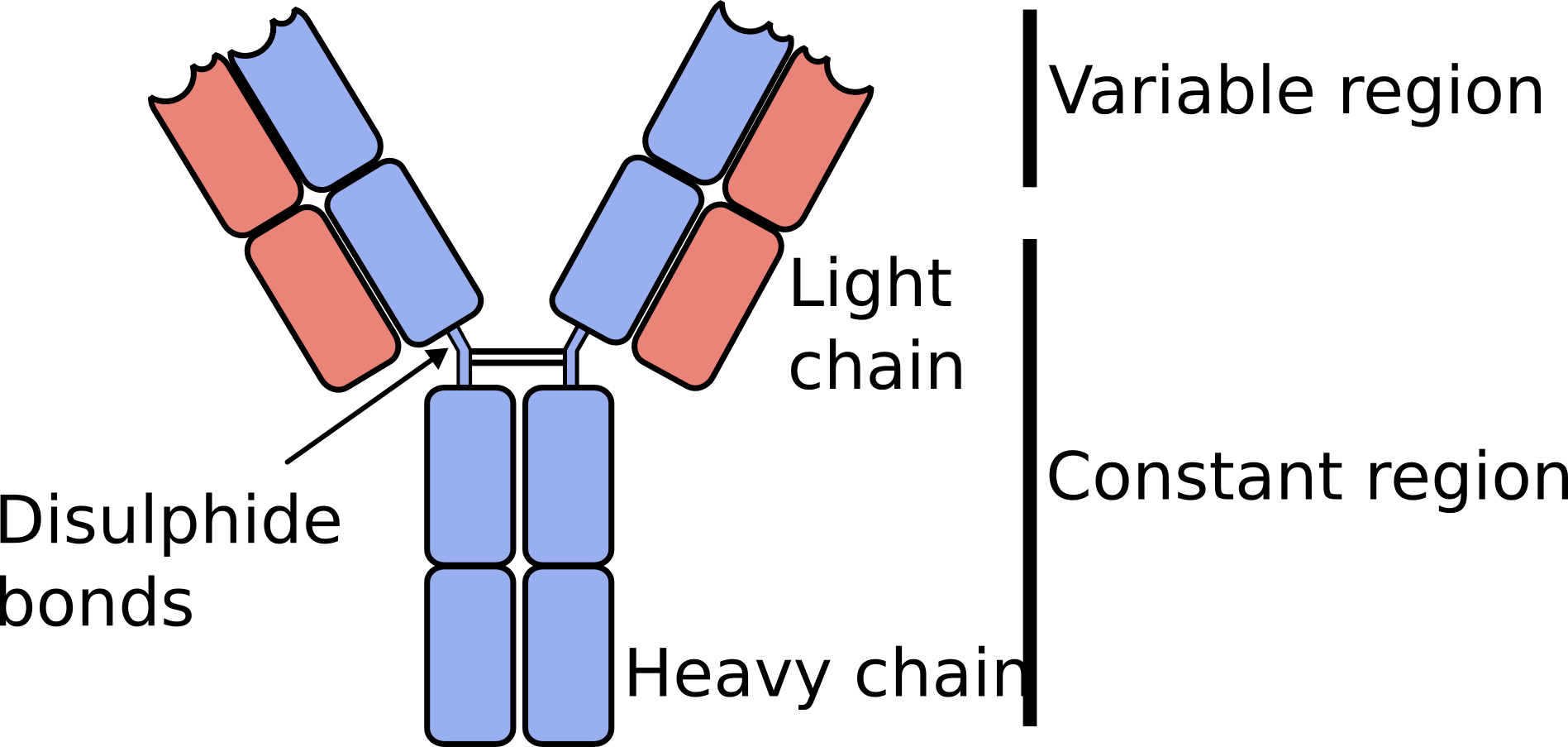 Download Antibodies Consist Of A Pair Of “heavy Chains” And Antibody