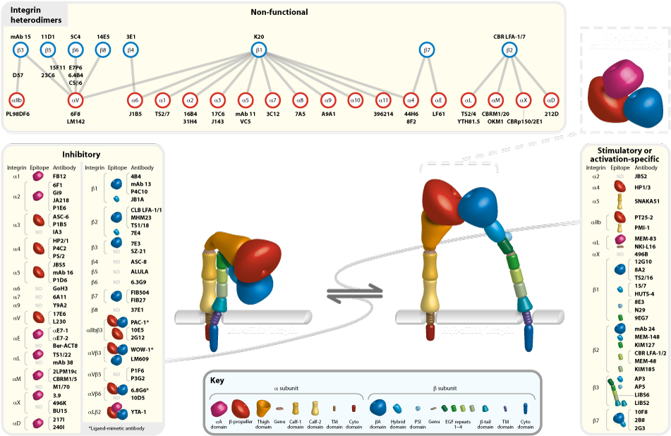 Anti-integrin Antibodies - Integrin 12g10 (1010x647), Png Download