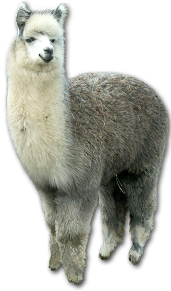 Download Alpaga Krefft Lama Png Full Size Png Image Pngkit