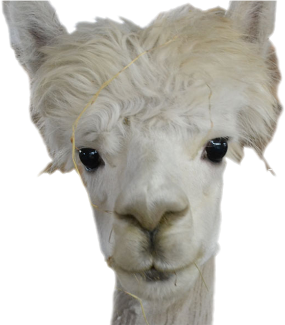 Next - Lama Png (650x635), Png Download