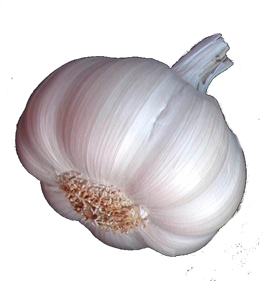 Ajo Ecológico - Cabeza De Ajo Png (548x580), Png Download