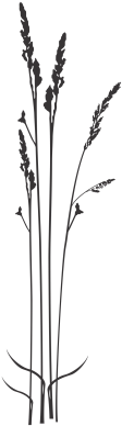 Choose Color - Twig (645x400), Png Download
