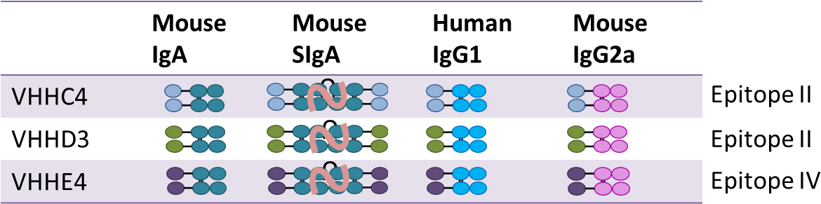 Furthermore, Iga Based Antibodies Will Also Be Expressed - Circle (1193x308), Png Download