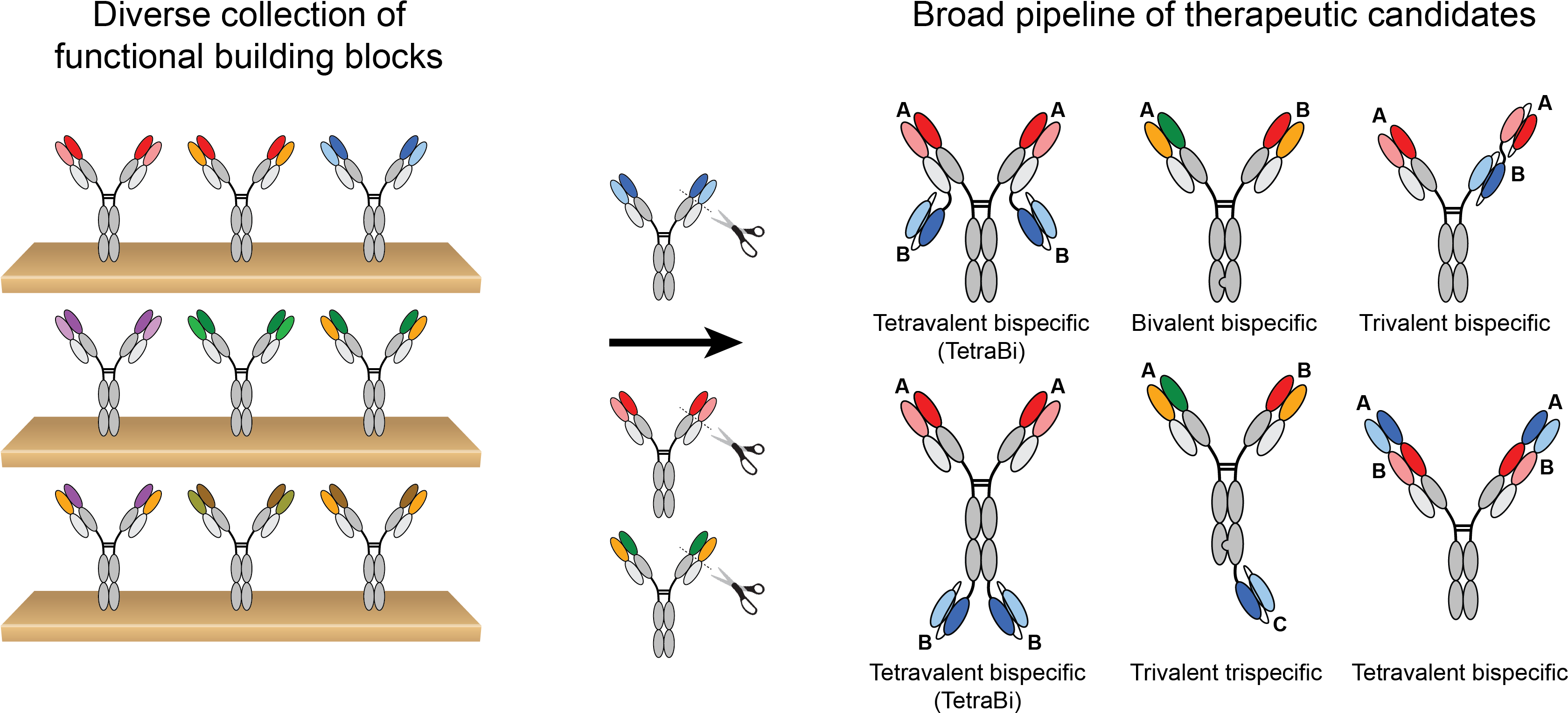 Multimab™ Antibody Engineering Platform - Logo (3360x1546), Png Download