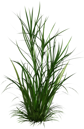 Autocad, Sculpting, Clip Art, Rpg - Shrubs Png (300x462), Png Download