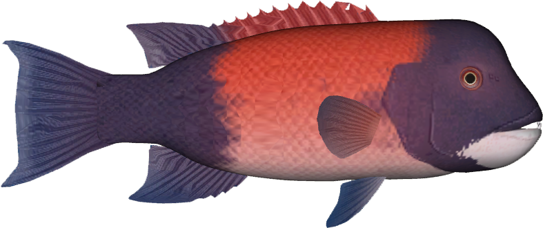 California Sheephead (786x786), Png Download