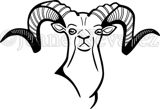 Side And Frontal View Of The Head - Sheep (520x356), Png Download