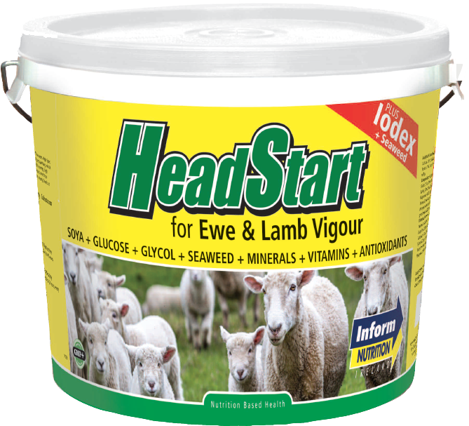 Headstartsheepbucket - Sheep (752x670), Png Download