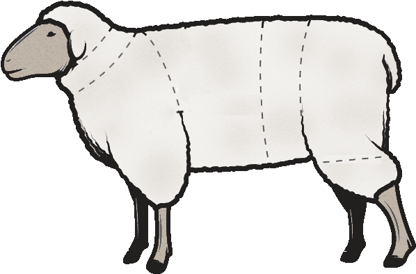 Head And Neck - Lamb Cuts Illustration (800x500), Png Download