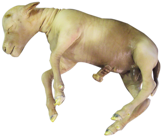 Image - Sheep (386x338), Png Download