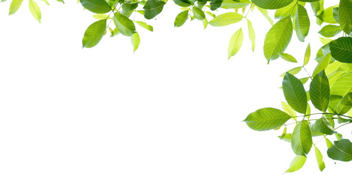 Duas Folhas Png - Floral & Flower Wall Mural 2 (694x345), Png Download