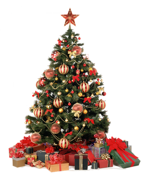 Sapin De Noel - Real Christmas Tree Png (485x600), Png Download