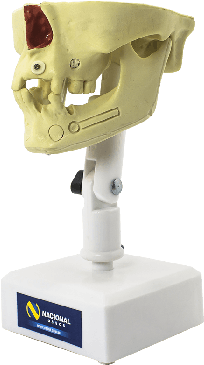 Fancybox - Mandible (700x500), Png Download