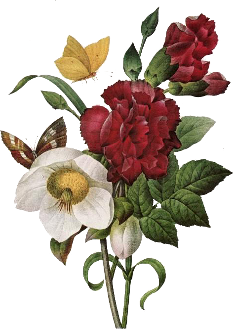 Ilustración De Botánica, Hombreras, Ramos De Flores, - Book Of Flowers Taschen (472x665), Png Download