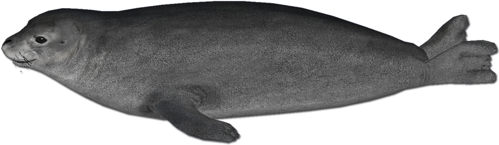 Harbor Seal Png - Harbor Seal (1024x380), Png Download