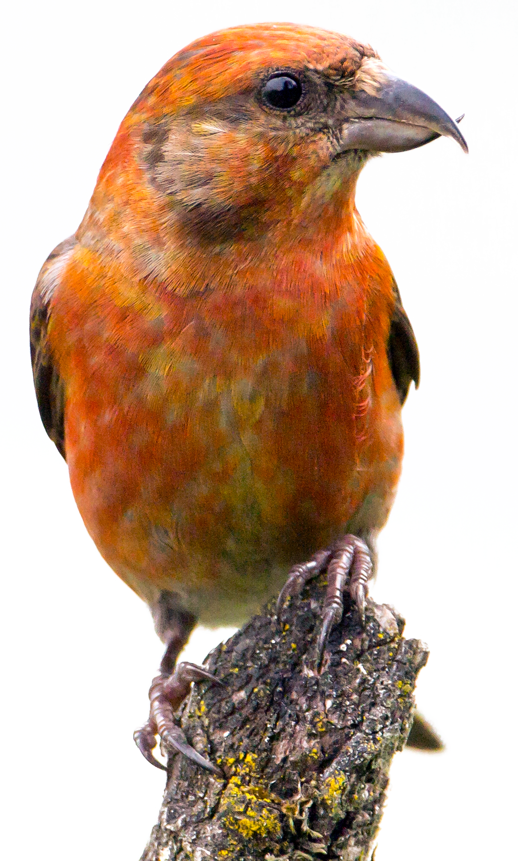 Red Crossbill (1031x1714), Png Download