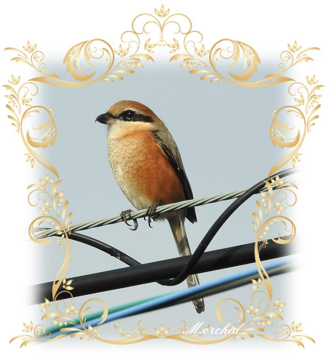 Bird And Just From The Sound Of The Name, I've Had - Html (698x707), Png Download