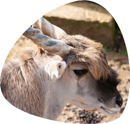 Eland - Deer (696x531), Png Download