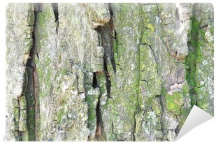 Birch (400x400), Png Download