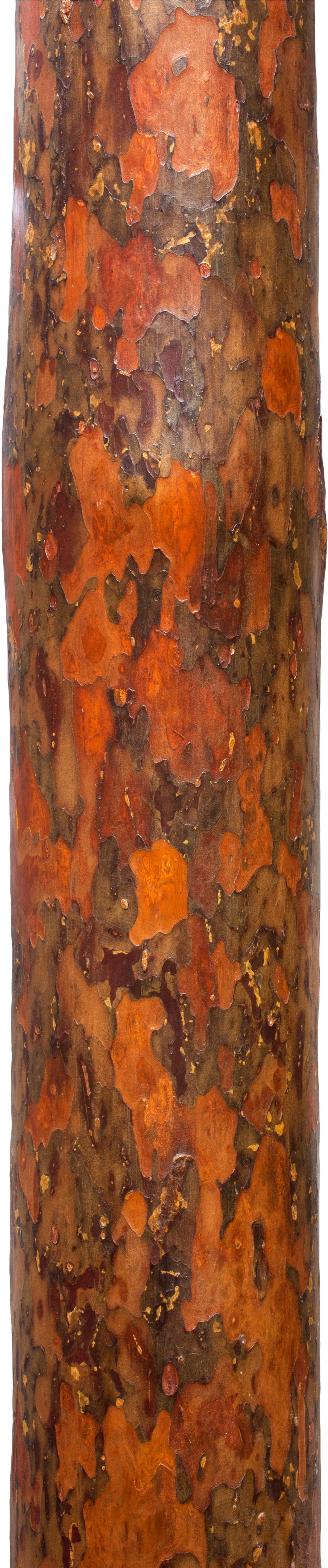 Akamatsu Kawatsuki Maruta - Wood (1475x5616), Png Download